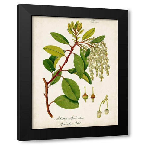 Antique Greenery III Black Modern Wood Framed Art Print by Unknown