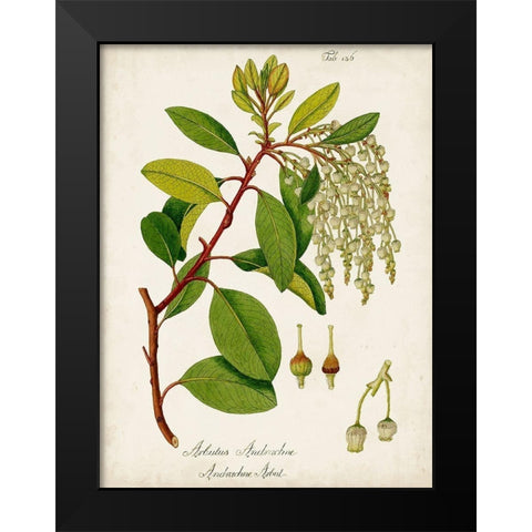 Antique Greenery III Black Modern Wood Framed Art Print by Unknown