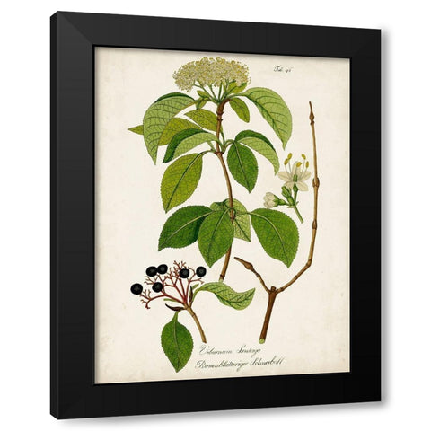 Antique Greenery IV Black Modern Wood Framed Art Print with Double Matting by Unknown