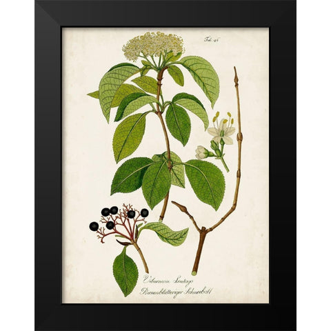 Antique Greenery IV Black Modern Wood Framed Art Print by Unknown
