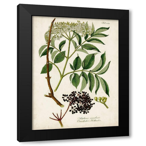 Antique Greenery V Black Modern Wood Framed Art Print with Double Matting by Unknown