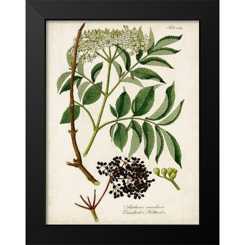 Antique Greenery V Black Modern Wood Framed Art Print by Unknown