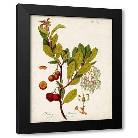Antique Greenery VI Black Modern Wood Framed Art Print with Double Matting by Unknown