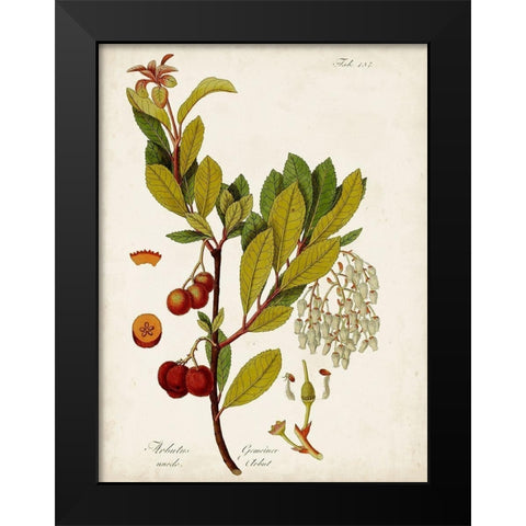 Antique Greenery VI Black Modern Wood Framed Art Print by Unknown