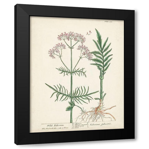 Antique Herbs I Black Modern Wood Framed Art Print with Double Matting by Unknown