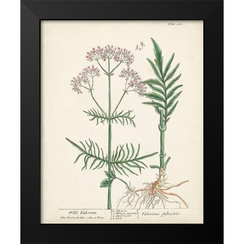 Antique Herbs I Black Modern Wood Framed Art Print by Unknown
