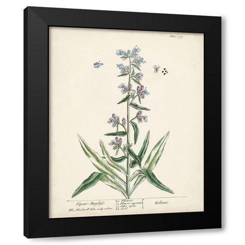 Antique Herbs II Black Modern Wood Framed Art Print with Double Matting by Unknown