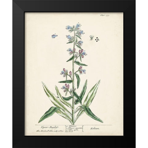 Antique Herbs II Black Modern Wood Framed Art Print by Unknown