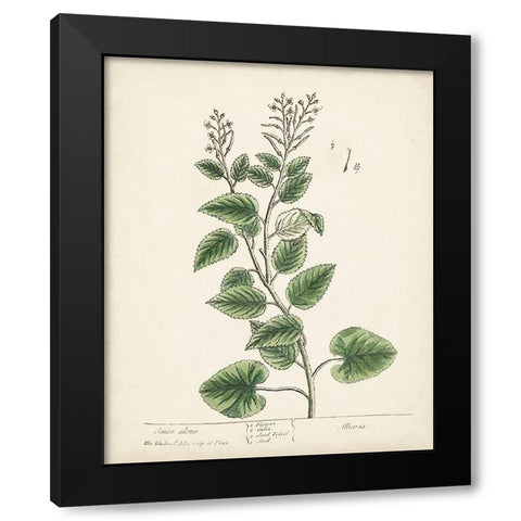 Antique Herbs III Black Modern Wood Framed Art Print with Double Matting by Unknown