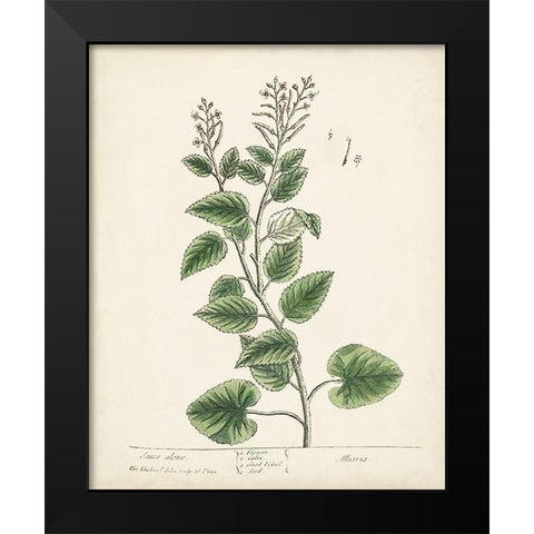 Antique Herbs III Black Modern Wood Framed Art Print by Unknown