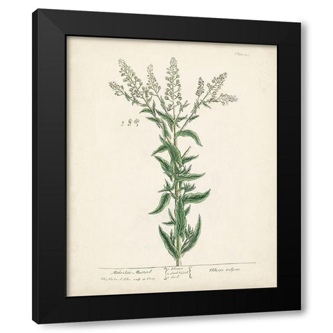 Antique Herbs IV Black Modern Wood Framed Art Print with Double Matting by Unknown