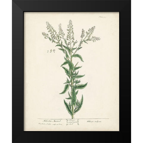 Antique Herbs IV Black Modern Wood Framed Art Print by Unknown