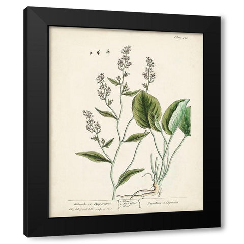 Antique Herbs V Black Modern Wood Framed Art Print with Double Matting by Unknown