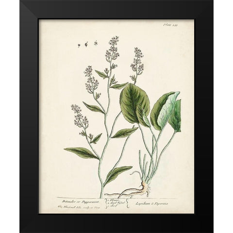 Antique Herbs V Black Modern Wood Framed Art Print by Unknown