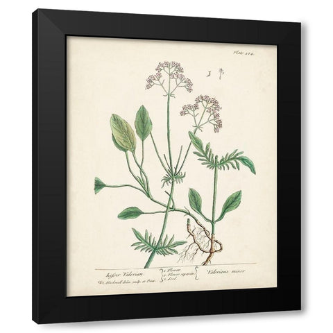 Antique Herbs VI Black Modern Wood Framed Art Print with Double Matting by Unknown
