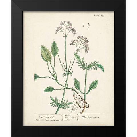 Antique Herbs VI Black Modern Wood Framed Art Print by Unknown