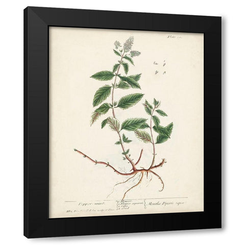 Antique Herbs VII Black Modern Wood Framed Art Print by Unknown