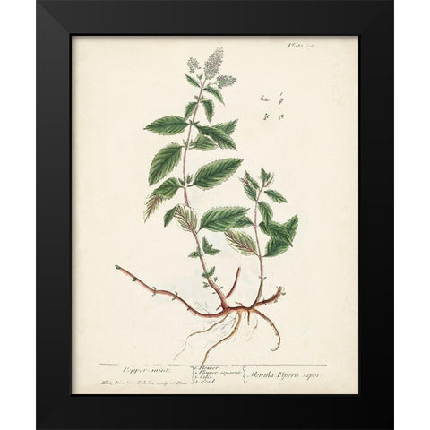 Antique Herbs VII Black Modern Wood Framed Art Print by Unknown