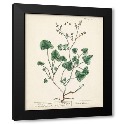 Antique Herbs VIII Black Modern Wood Framed Art Print with Double Matting by Unknown