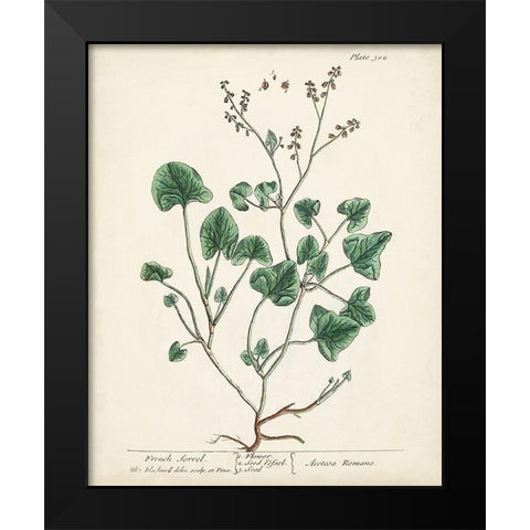 Antique Herbs VIII Black Modern Wood Framed Art Print by Unknown