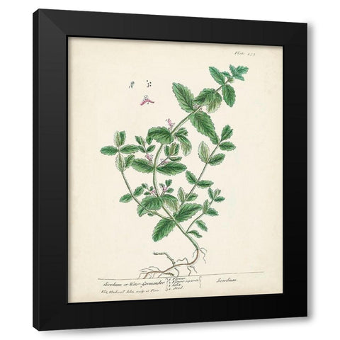 Antique Herbs IX Black Modern Wood Framed Art Print with Double Matting by Unknown