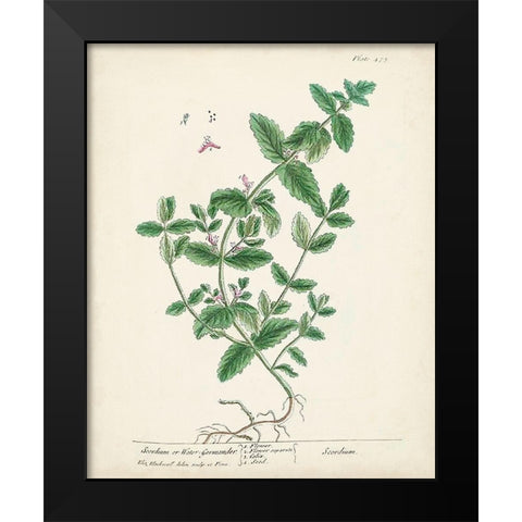 Antique Herbs IX Black Modern Wood Framed Art Print by Unknown
