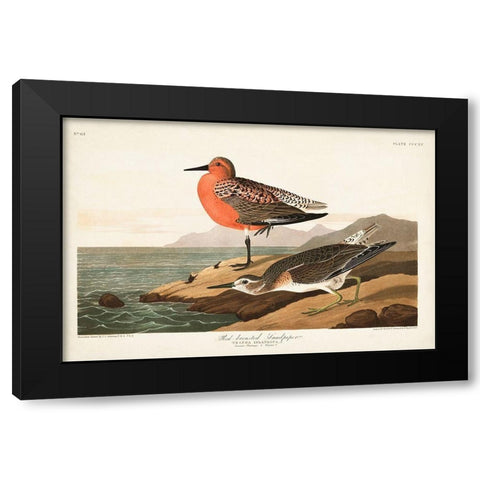 Pl. 315 Red-breasted Sandpiper Black Modern Wood Framed Art Print with Double Matting by Audubon, John James