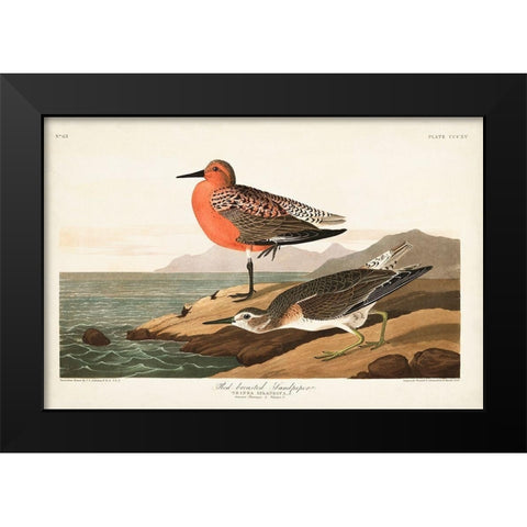 Pl. 315 Red-breasted Sandpiper Black Modern Wood Framed Art Print by Audubon, John James