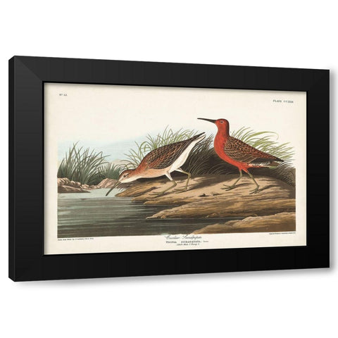 Pl. 263 Curlew Sandpiper Black Modern Wood Framed Art Print with Double Matting by Audubon, John James
