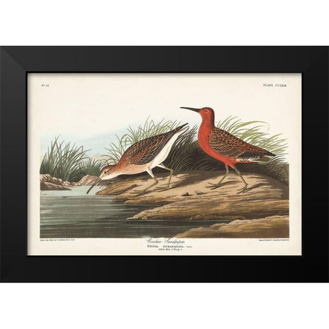 Pl. 263 Curlew Sandpiper Black Modern Wood Framed Art Print by Audubon, John James