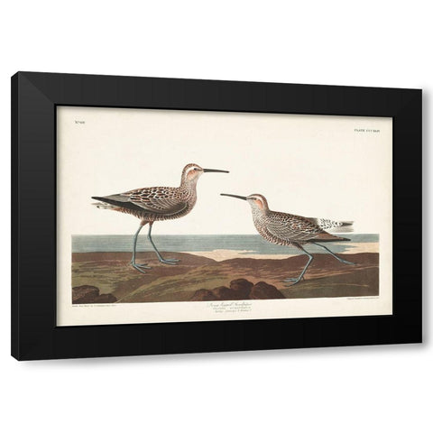 Pl. 344 Long-legged Sandpiper Black Modern Wood Framed Art Print by Audubon, John James