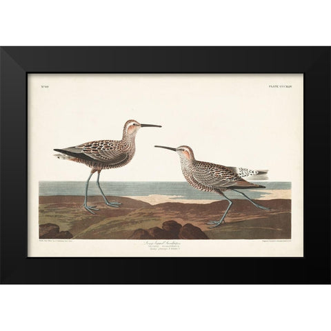 Pl. 344 Long-legged Sandpiper Black Modern Wood Framed Art Print by Audubon, John James