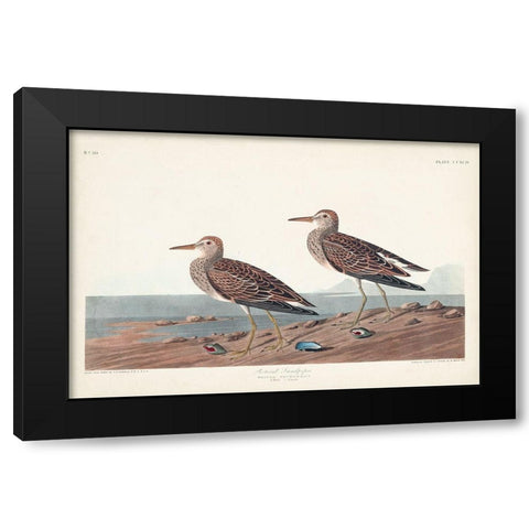 Pl. 294 Pectoral Sandpiper Black Modern Wood Framed Art Print with Double Matting by Audubon, John James