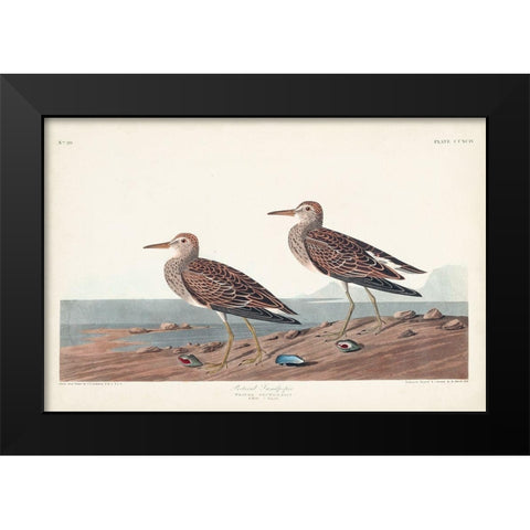 Pl. 294 Pectoral Sandpiper Black Modern Wood Framed Art Print by Audubon, John James