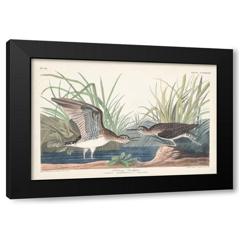 Pl. 289 Solitary Sandpiper Black Modern Wood Framed Art Print with Double Matting by Audubon, John James