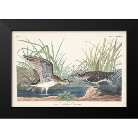 Pl. 289 Solitary Sandpiper Black Modern Wood Framed Art Print by Audubon, John James