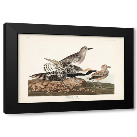 Pl. 334 Black-bellied Plover Black Modern Wood Framed Art Print with Double Matting by Audubon, John James