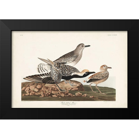 Pl. 334 Black-bellied Plover Black Modern Wood Framed Art Print by Audubon, John James