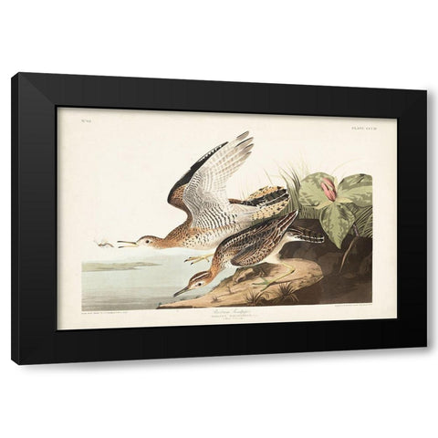 Pl. 303 Bartram Sandpiper Black Modern Wood Framed Art Print with Double Matting by Audubon, John James