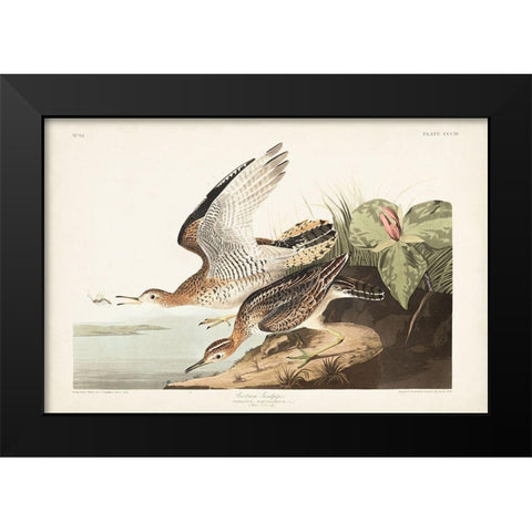 Pl. 303 Bartram Sandpiper Black Modern Wood Framed Art Print by Audubon, John James