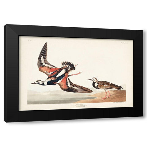 Pl. 304 Turn-stone Black Modern Wood Framed Art Print with Double Matting by Audubon, John James