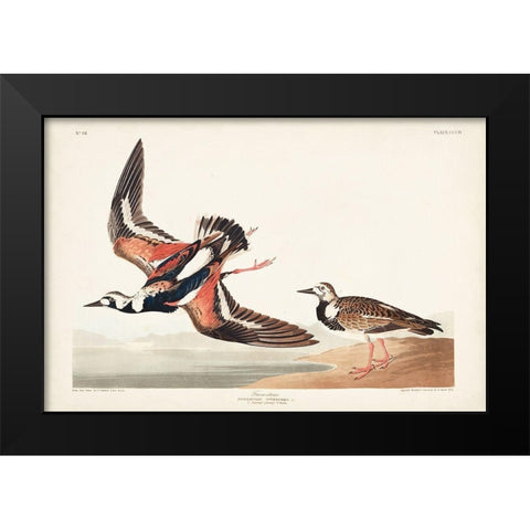 Pl. 304 Turn-stone Black Modern Wood Framed Art Print by Audubon, John James