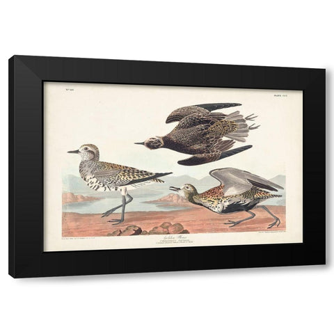 Pl. 300 Golden Plover Black Modern Wood Framed Art Print with Double Matting by Audubon, John James
