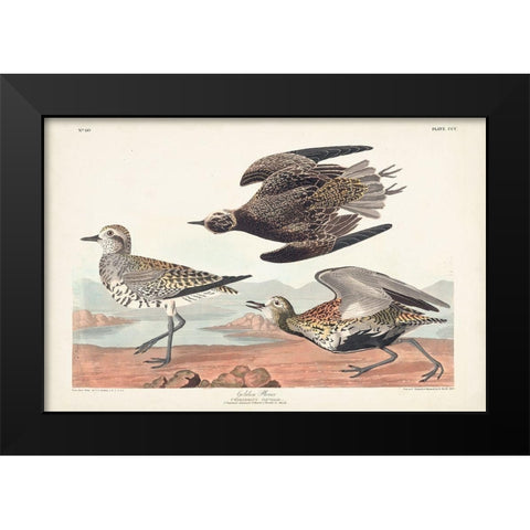 Pl. 300 Golden Plover Black Modern Wood Framed Art Print by Audubon, John James