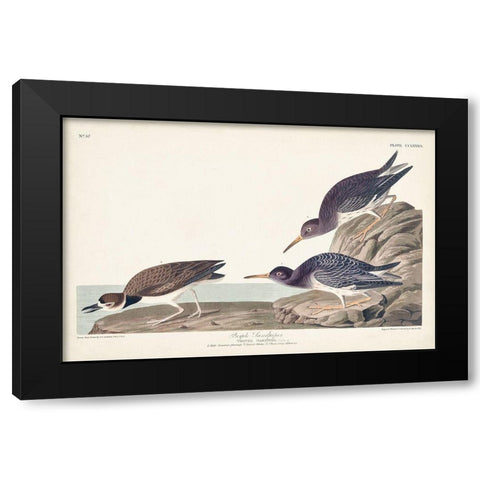 Pl. 284 Purple Sandpiper Black Modern Wood Framed Art Print by Audubon, John James