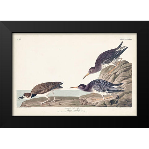Pl. 284 Purple Sandpiper Black Modern Wood Framed Art Print by Audubon, John James