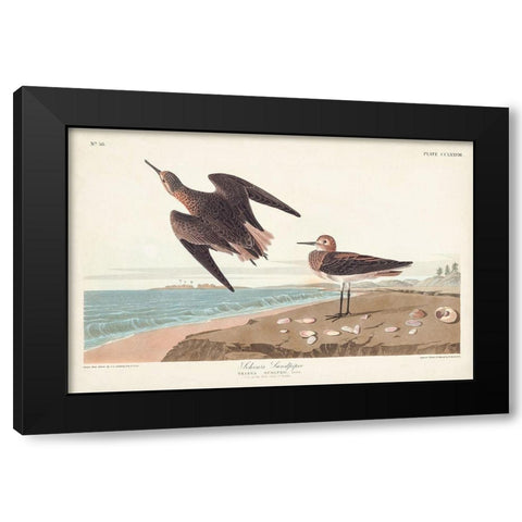 Pl. 278 Schins Sandpiper Black Modern Wood Framed Art Print by Audubon, John James