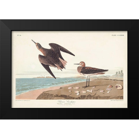 Pl. 278 Schins Sandpiper Black Modern Wood Framed Art Print by Audubon, John James