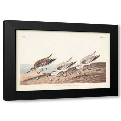 Pl. 230 Sanderling Black Modern Wood Framed Art Print by Audubon, John James