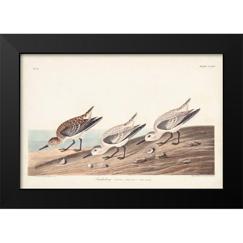 Pl. 230 Sanderling Black Modern Wood Framed Art Print by Audubon, John James